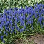 Bulbes à fleurs à planter à l'automne - Muscari Armeniacum (x30) - face recto